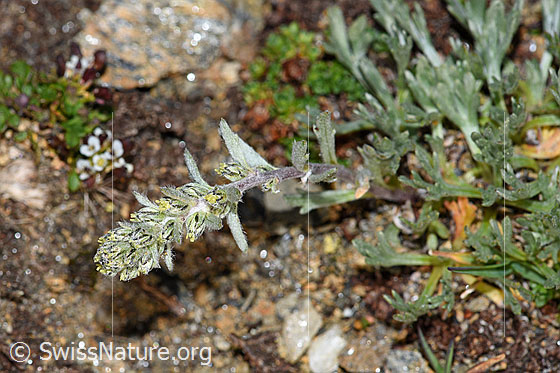 Foto: Ährige Edelraute (Artemisia genipi). Ganze Pflanze (Habitus). Blütenstand und Blätter.