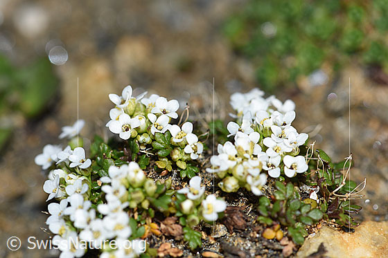 Foto: Kurzstängelige Gämskresse (Pritzelago alpina ssp. brevicaulis). Blüten.