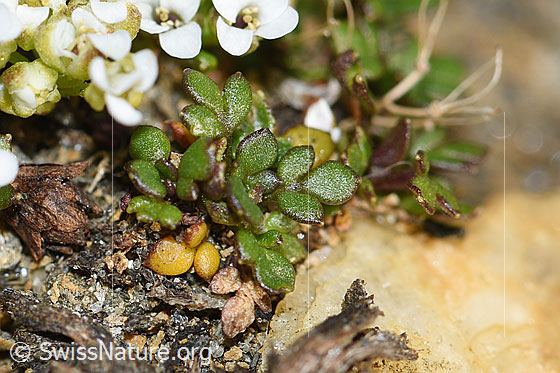Foto: Kurzstängelige Gämskresse (Pritzelago alpina ssp. brevicaulis). Blätter.
