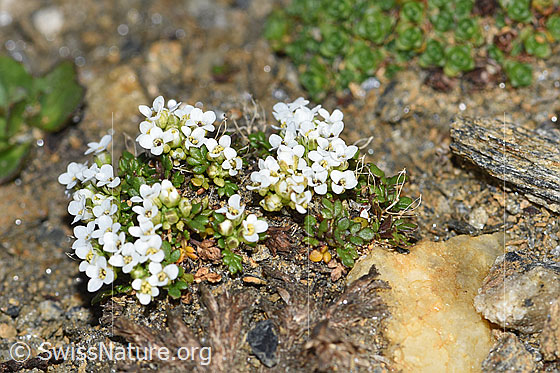 Foto: Kurzstängelige Gämskresse (Pritzelago alpina ssp. brevicaulis). Ganze Pflanze (Habitus).