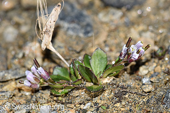 Foto: Bläuliche Gänsekresse (Arabis caerulea). Ganze Pflanze (Habitus). Ansicht von der Seite.