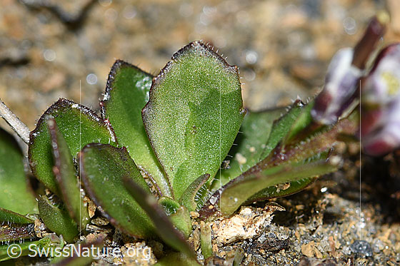 Photo: Arabis caerulea. Leaves.