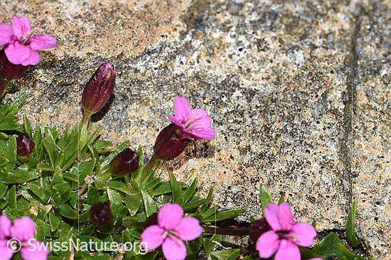 Foto: Kalk-Polsternelke (Silene acaulis). Blüten, Stängel und Blätter.