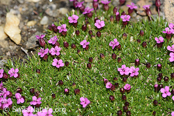 Foto: Kalk-Polsternelke (Silene acaulis). Blühend. Ausschnitt aus Pflanzenpolster.