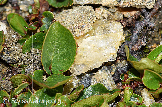 Foto: Kraut-Weide (Salix herbacea). Blätter.