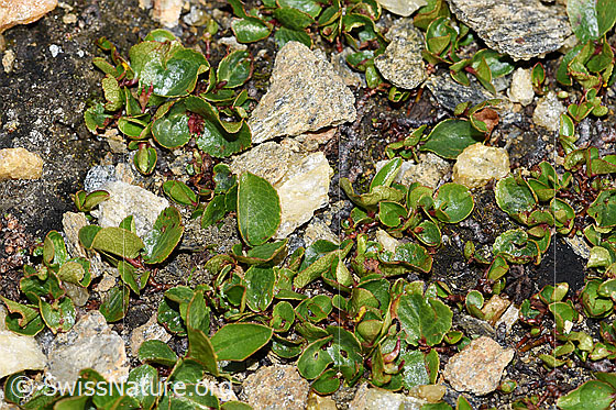 Foto: Kraut-Weide (Salix herbacea). Blätter.