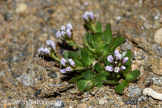Foto: Bläuliche Gänsekresse (Arabis caerulea). Ganze Pflanze (Habitus).