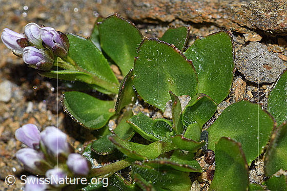 Foto: Bläuliche Gänsekresse (Arabis caerulea). Blätter und Stängel.