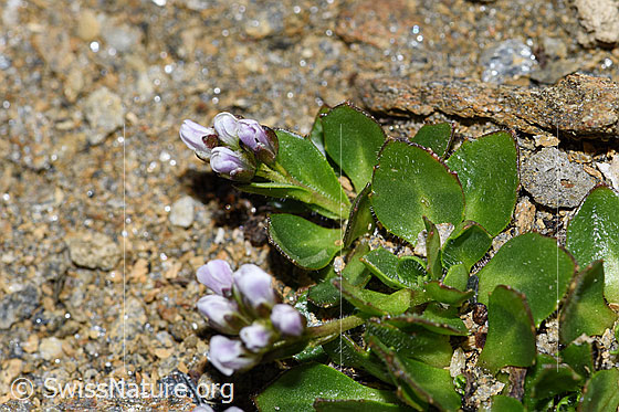 Foto: Bläuliche Gänsekresse (Arabis caerulea). Blätter und Stängel.
