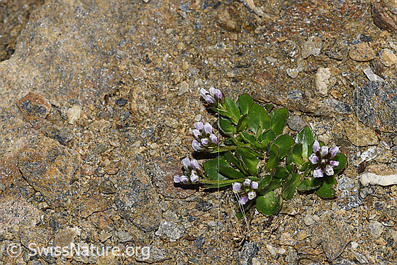 Foto: Bläuliche Gänsekresse (Arabis caerulea). Ganze Pflanze (Habitus).