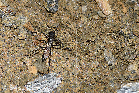 Foto: Wahrscheinlich Podalonia alpina (Grabwespe). Länge 10 - 14mm. Ansicht von oben.