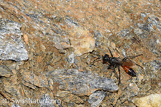 Podalonia alpina (Grabwespe)