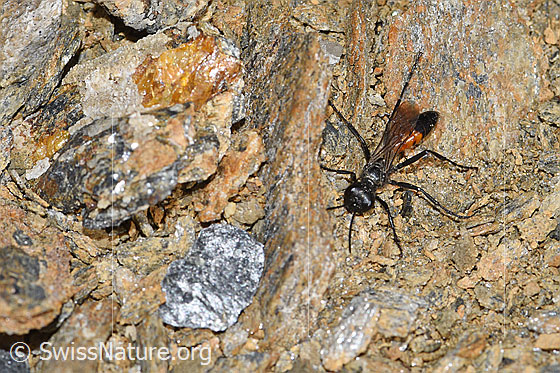 Foto: Wahrscheinlich Podalonia alpina (Grabwespe). Länge 10 - 14mm. Ansicht von oben.