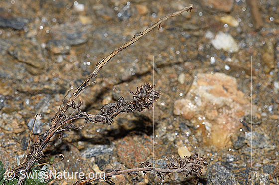 Foto: Ährige Edelraute (Artemisia genipi). Letzjährige Pflanze.