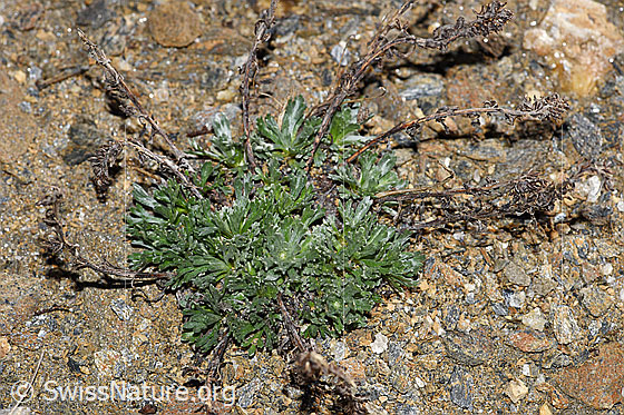 Foto: Ährige Edelraute (Artemisia genipi). Ganze Pflanze (Habitus).