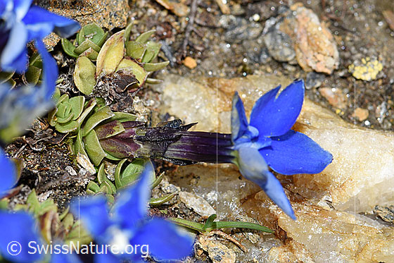 Foto: Schleichers Enzian (Gentiana schleicheri). Ganze Pflanze (Habitus).