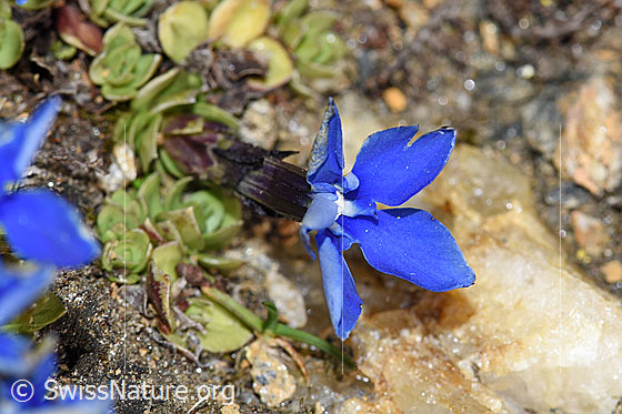 Foto: Schleichers Enzian (Gentiana schleicheri). Blüte.
