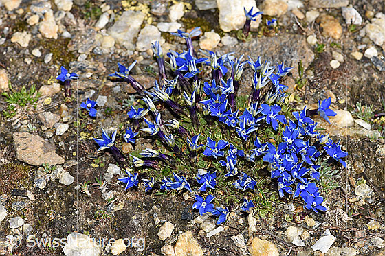 Foto: Schleichers Enzian (Gentiana schleicheri). Polster.