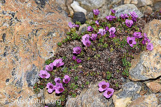 Foto: Gegenblättriger Steinbrech (Saxifraga oppositifolia). Ganze Pflanze (Habitus).