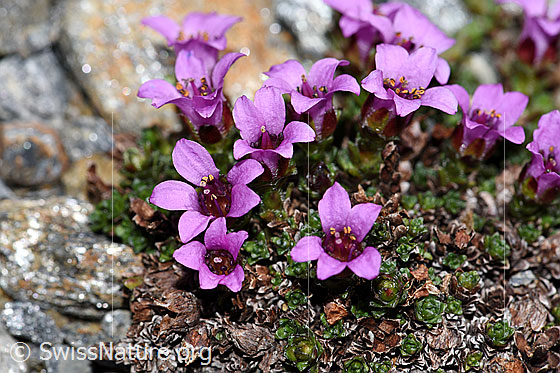 Foto: Gegenblättriger Steinbrech (Saxifraga oppositifolia). Blüten.