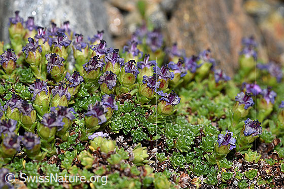 Foto: Gegenblättriger Steinbrech (Saxifraga oppositifolia). Bald verblühte Blüten.
