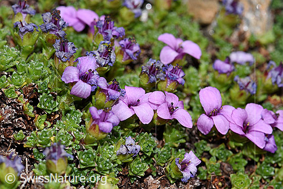 Foto: Gegenblättriger Steinbrech (Saxifraga oppositifolia). Blüten und Blätter.