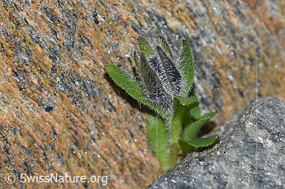 Foto: Mont Cenis-Glockenblume (Campanula cenisia). Blüte kurz vor dem Öffnen.