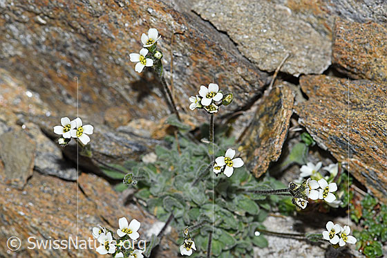 Photo: Draba tomentosa. Blossoms.
