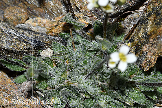Foto: Filziges Hungerblümchen (Draba tomentosa). Blätter und Stängel.
