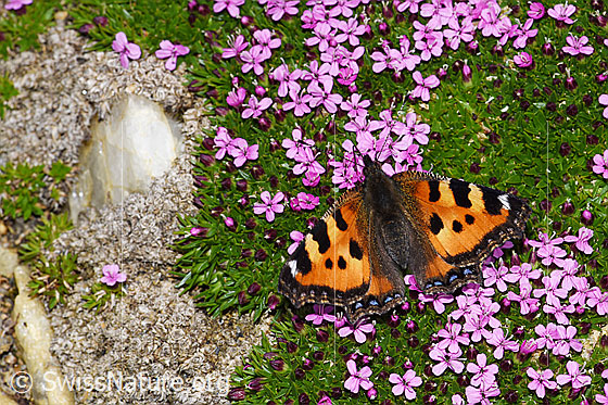 Photo: Aglais urticae on Silene acaulis.