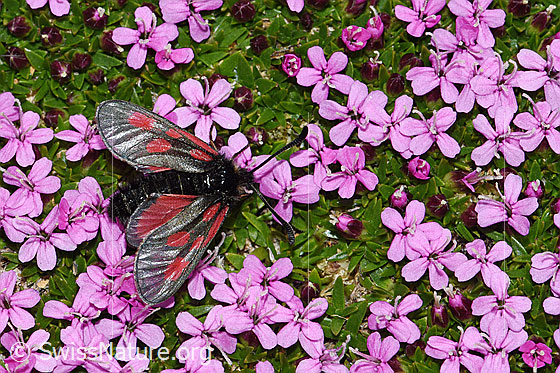 Alpen-Widderchen (Zygaena exulans) auf Kalk-Polsternelke (Silene acaulis)