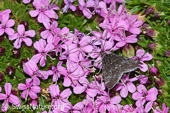 Photo: Probably Orenaia lugubralis on Silene acaulis. Wings closed. View from above.