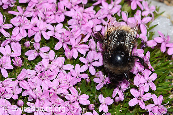 Photo: Probably Bombus monticola on Silene acaulis. Length 9 - 16mm.