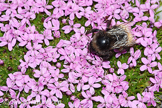 Foto: Wahrscheinlich Berglandhummel (Bombus monticola) auf Kalk-Polsternelke (Silene acaulis). Länge 9 - 16mm.