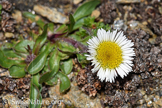 Foto: Einköpfiges Berufkraut (Erigeron uniflorus). Blüte.