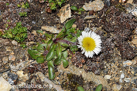 Foto: Einköpfiges Berufkraut (Erigeron uniflorus). Ganze Pflanze (Habitus).