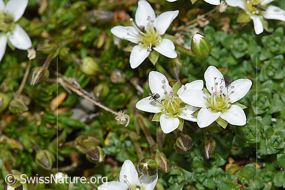 Foto: Frühlings-Miere (Minuartia verna). Blüten. Die Blätter am rechten Bildrand gehören zu einer anderen Pflanze.