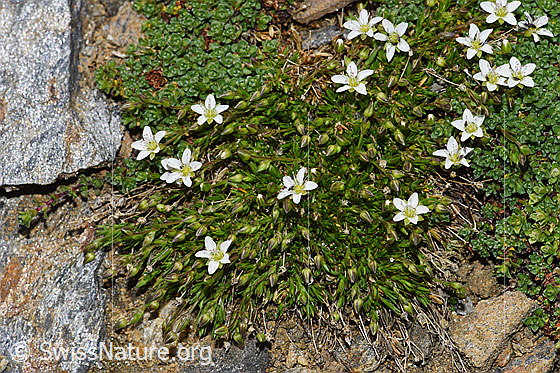 Foto: Frühlings-Miere (Minuartia verna). Ganze Pflanze (Habitat).