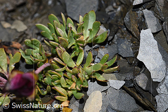 Foto: Wahrscheinlich Gletscher-Hahnenfuss (Ranunculus glacialis). Blätter und Stängel.