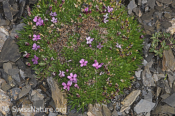 Photo: Silene acaulis. Whole plant (habiti).