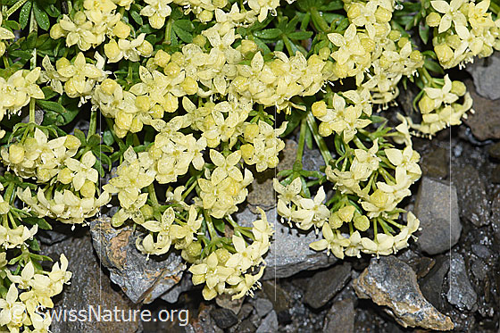 Photo: Galium megalospermum. Blossoms.
