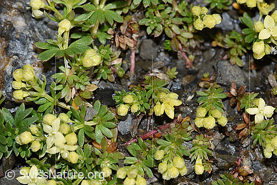 Photo: Galium megalospermum. Blossoms and leaves.
