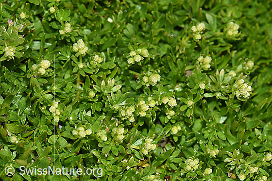 Photo: Galium megalospermum. Buds and leaves.