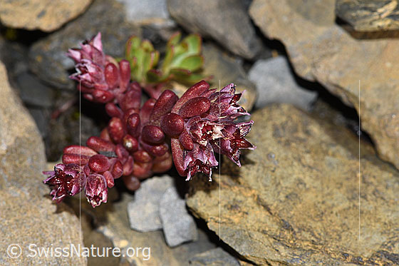 Photo: Sedum atratum. Whole plant (habiti).