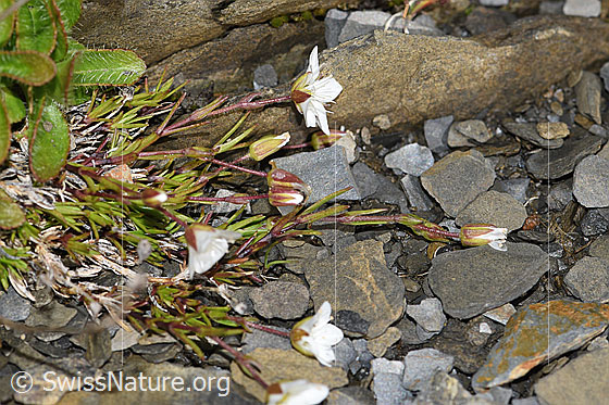 Photo: Minuartia verna. Whole plant (habiti)