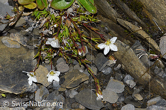 Photo: Minuartia verna. Whole plant (habiti).