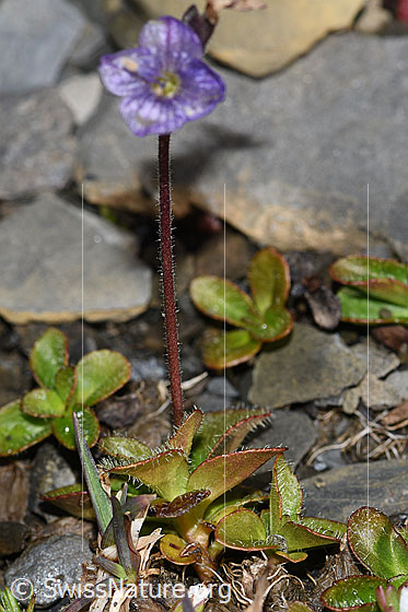 Photo: Veronica aphylla. Whole plant (habiti).
