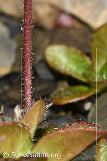 Foto: Blattloser Ehrenpreis (Veronica aphylla). Stängel und Blattunterseite.