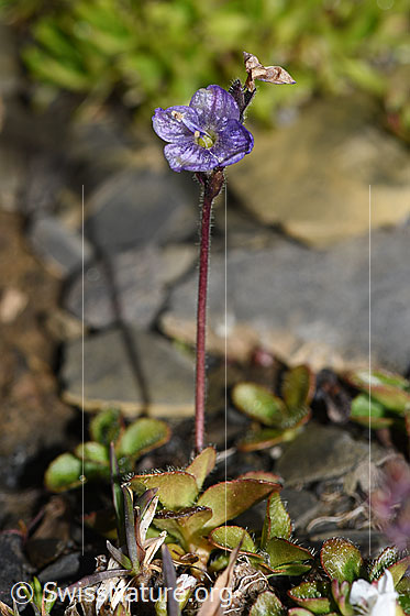 Foto: Blattloser Ehrenpreis (Veronica aphylla). Ganze Pflanze (Habitus).