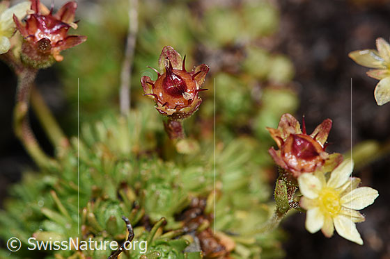 Photo: Saxifraga exarata ssp. Moschata. Blossoms blooming or faded.